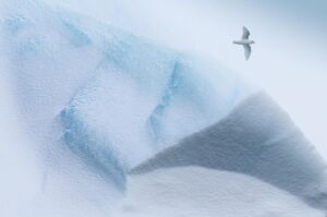 Chris Packham Instagram - Snow Petrel , Antarctica , Canon 5D SR , 70-200mm F2.8 #canon #canonuk #wildlife #birds #antarctica #exodustravels The best bird on earth ? Well , one of them for sure . Might do a Snow Petrel book to help get over my obsession with them .