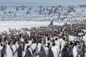 Chris Packham Instagram - King Penguins and Elephant Seals , Salisbury Plain , South Georgia . Canon 5D SR , 500mm F4 . #canon #canonphotography #canonuk #wildlifephotography #wildlife #birds #birdphotography
