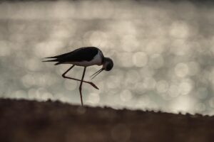Chris Packham Instagram - Black-winged Stilt , The Gambia . #birds #bird #wildlifephotography #wildlife #thegambia #thegambiaexperience