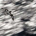 Chris Packham