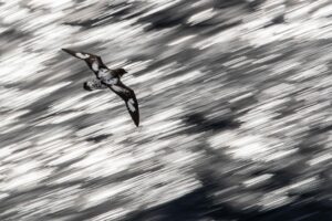 Chris Packham Instagram - Cape Petrel , Drake Passage Canon 1DX Mk 2 , 70 - 200mm & 1.4x extender , 1/80 sec F whatever , ISO 400 #canon #canonuk #wildlife #birds #antarctica #exodustravels
