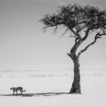 Chris Packham