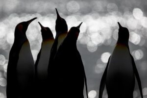 Chris Packham Instagram - King Penguins , Gold Harbour , South Georgia . Canon 5D SR , 500mm F4 . #penguin #penguins #canon #canonuk #canonphotography #wildlifephotography #wildlife