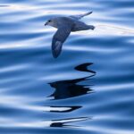 Chris Packham