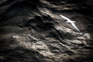Chris Packham Instagram - Snow Petrel , South Georgia , Canon 5D SR , 500 mm F4 #wildlife #birdphotography #wildlifeplanet #wildlifephotography #canon #canon_photos