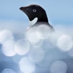 Chris Packham