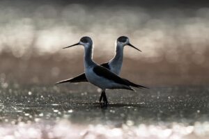Chris Packham Instagram - Black-winged Stilt , The Gambia . The final Stilt photo - change of theme tomorrow . . . #thegambia #thegambiaexperience #bird #birds #birdphotography #wildlife #wildlifephotography #photography #photooftheday