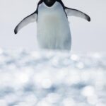 Chris Packham