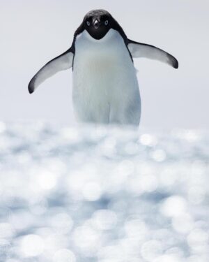 Chris Packham Instagram - Adele Penguin , Antarctica , Canon 5D SR , 500mm F4 #canon #canonuk #wildlife #birds #antarctica #exodustravels