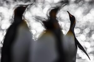 Chris Packham Instagram - King Penguins , Gold Harbour , South Georgia . Canon 5D SR , 500mm F4 . #canon #canonphotography #canonuk #penguin #penguins #birds #birdphotography #wildlifephotography #wildlife