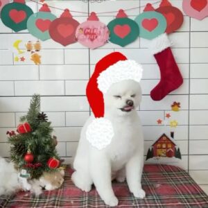 Chun Young-min Instagram - 메리크리스마스으🎄