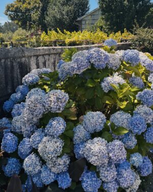 Clara Alvarado Instagram - OJALÁ seguir aquí 🩵🥂🌞🐚💚
QUÉ DÍAS por Galicia. 

El norte tiene todo lo que me gusta, todo el verde y todo el azul. Por no hablar del fresquito por las noches, el albariño en las cenas, el marisquito o los pimientos del padrón. Aunque sinceramente creo que la compañía ha sido lo mejor. 

He celebrado el cumple como quería desde el día que fue hasta el día de hoy, un buen cumple gitano en toda regla! 

Las “vacaciones” si así las puedo llamar diría que han sido demasiado cortas aunque haré todas las escapadas de finde que pueda durante el veranito. 

Feliz semana por aquí a tutti!! Y graciñas de nuevo por tanto mensaje bonito por el cumple (aún sigo contestando 🫶🏻).