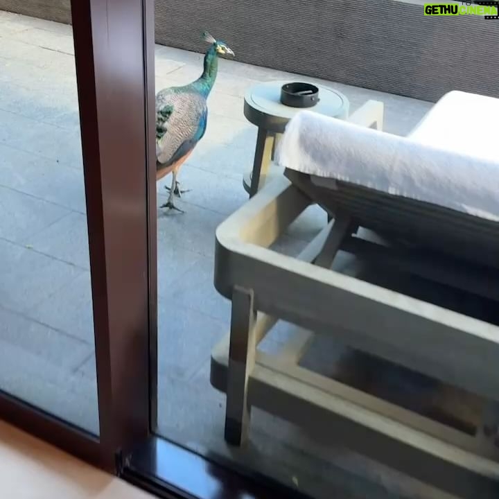 Claudia Kim - 74.5K Likes - 🦚