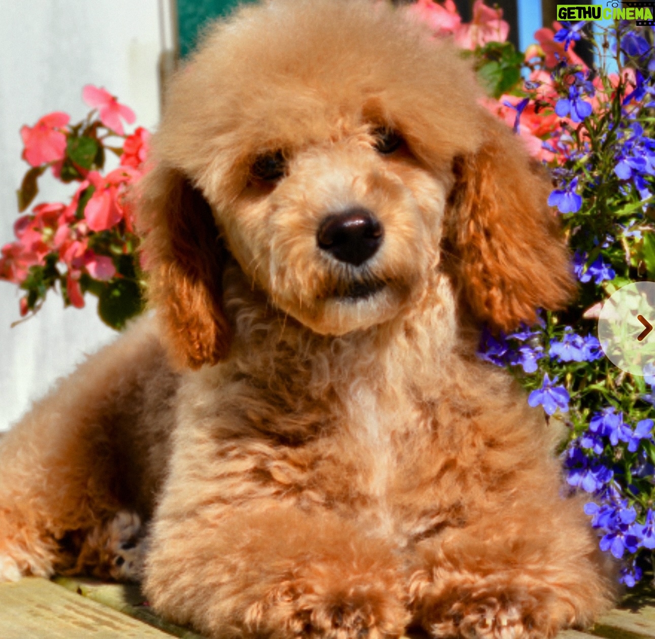 Coco Montrese - 696 Likes - Meet Louboutin the Newest addition to our family !!! Not a replacement.because Lil FENDI can never be replaced. Louboutin will receive all the love and joy his little heart can handle..