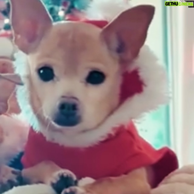 Coco Montrese - 1.9K Likes - My beautiful little boy is gone. , I can stop crying! Ohhhh lil Fendi !