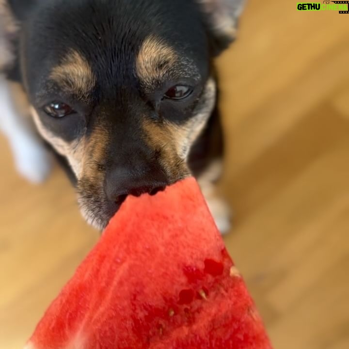 Conor Leslie - 18K Likes - summertime 💡 moments:
❀ brown butter toffee oatmeal cookies
❀ new favorite form of movement
❀ summer snacks
❀ happy puppy content cuz… duh
❀ live music, especially guitar, is food for ears
❀ more puppy content because look at their love
❀ a question for you and a reminder to tell the people that inspire you that they inspire you
❀ don’t come at me, I’ll always post more dog stuff than my personal life human stuff. (This is how Roo asks for attention when he’s overwhelmed, and it is pure)
❀ a sound that calms the nervous system