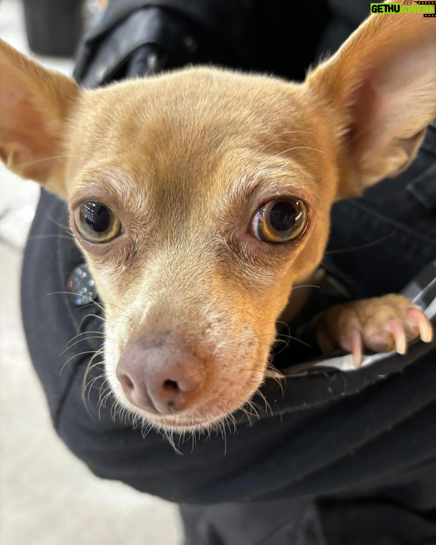 Cynthia Klitbo - 11.9K Likes - Mi Carmelita #perros #mascotasfelices