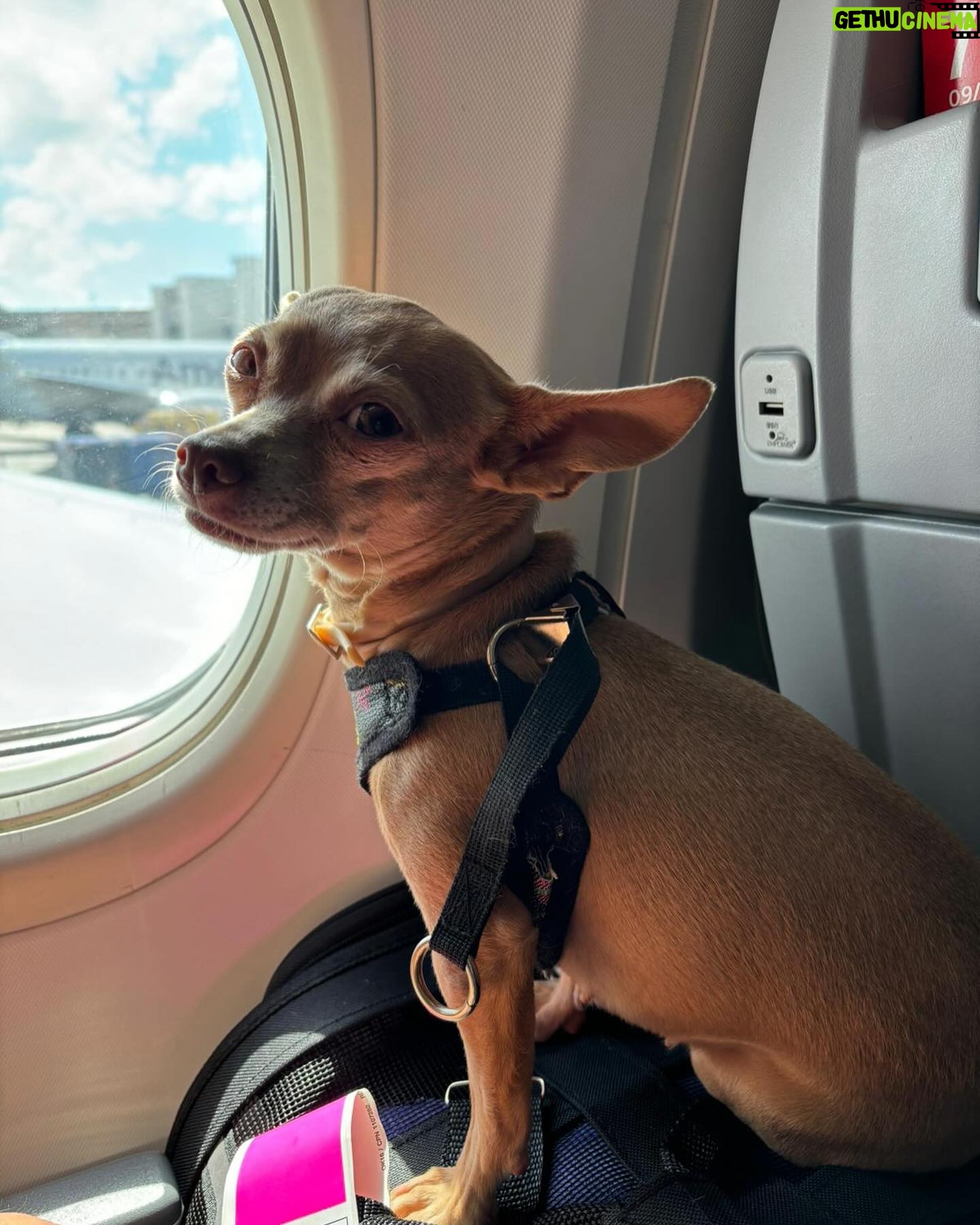 Cynthia Klitbo - 11.9K Likes - Mi Carmelita #perros #mascotasfelices