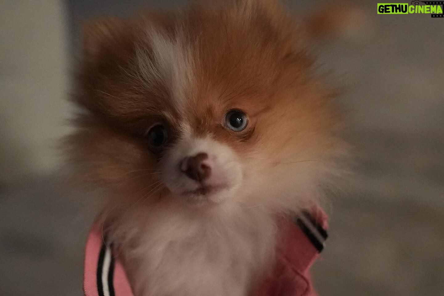 D. Smith - 211 Likes - Literally thee most amazing Birthday gift Iāve ever received!! Thank you to the love of my life @dustinmichael00 for my baby āCashā he so perfect! š©·š©·š©·