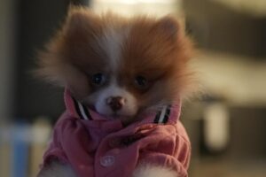 D. Smith Instagram - Literally thee most amazing Birthday gift I’ve ever received!! Thank you to the love of my life @dustinmichael00 for my baby “Cash” he so perfect! 🩷🩷🩷