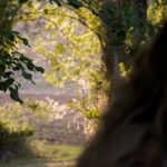 Dafne Keen