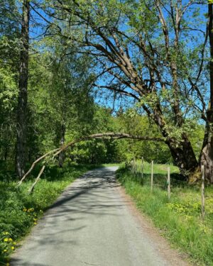 Dag Otto Lauritzen Instagram - Flott tur til #Kniben innerst i Kaldvilfjorden. Fine stier, nydelig utsikt og følelsen av  Sørlandssommer. #hverdagstrim @ellenlaur