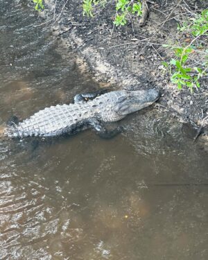 Dan Donegan Instagram - I wonder how many sick bastards it took to justify them having to make a sign for molesting alligators? I didn’t know this was a problem! I’m sure there’s other animals that may be easier to accomplish this disgusting act. I guess it’s the thrill of the chase 🐊