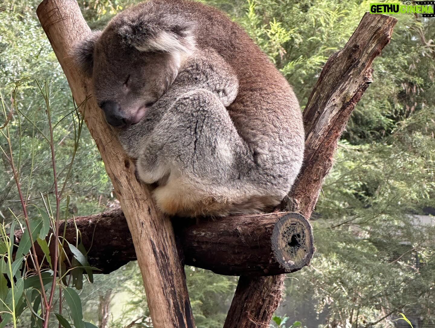 Dan Donegan - 856 Likes - Hanging out with koala bears, kangaroos, Tasmanian Devils and birds today in Melbourne,Australia. @disturbed #downwiththewilderness