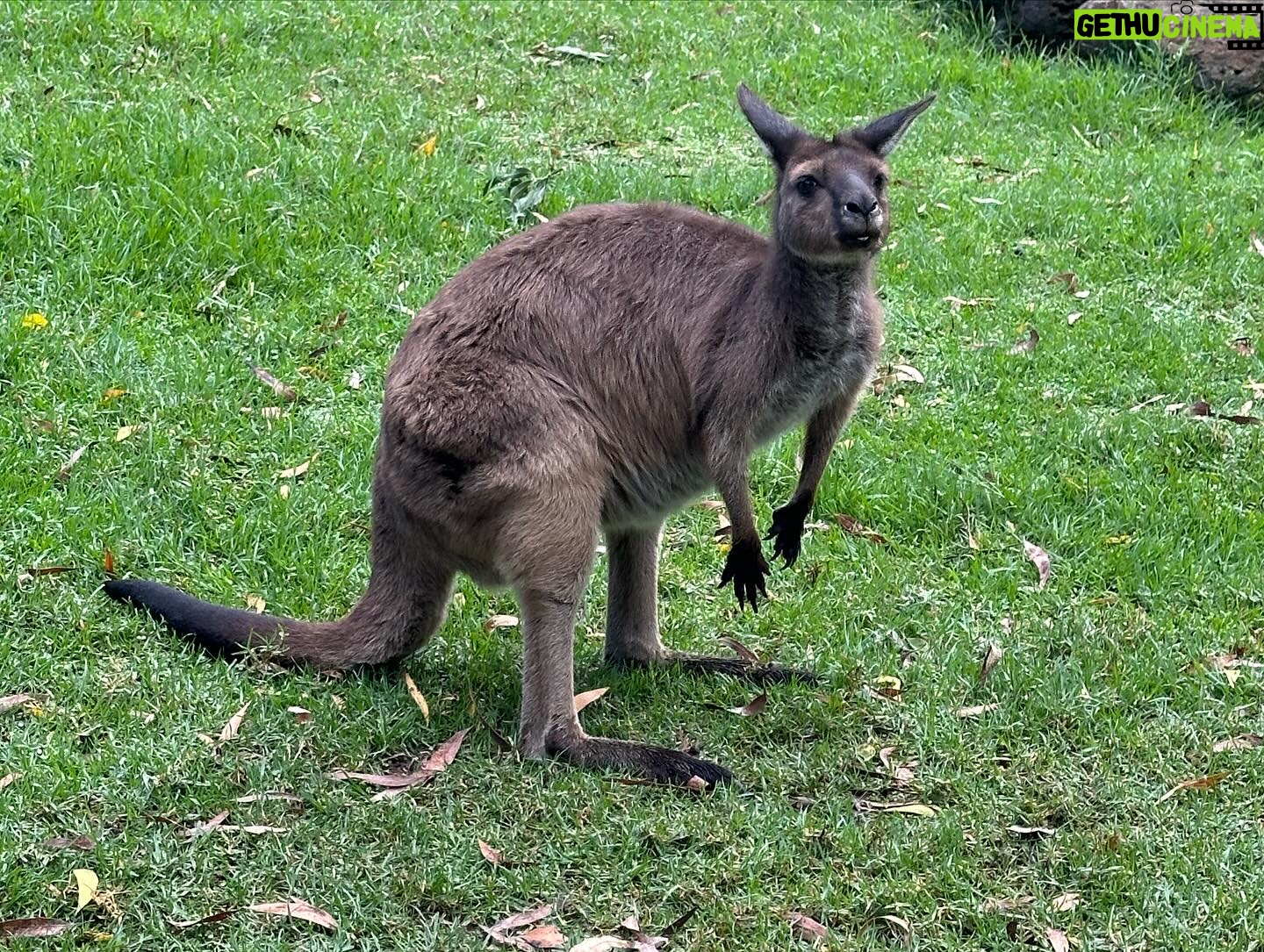 Dan Donegan - 856 Likes - Hanging out with koala bears, kangaroos, Tasmanian Devils and birds today in Melbourne,Australia. @disturbed #downwiththewilderness