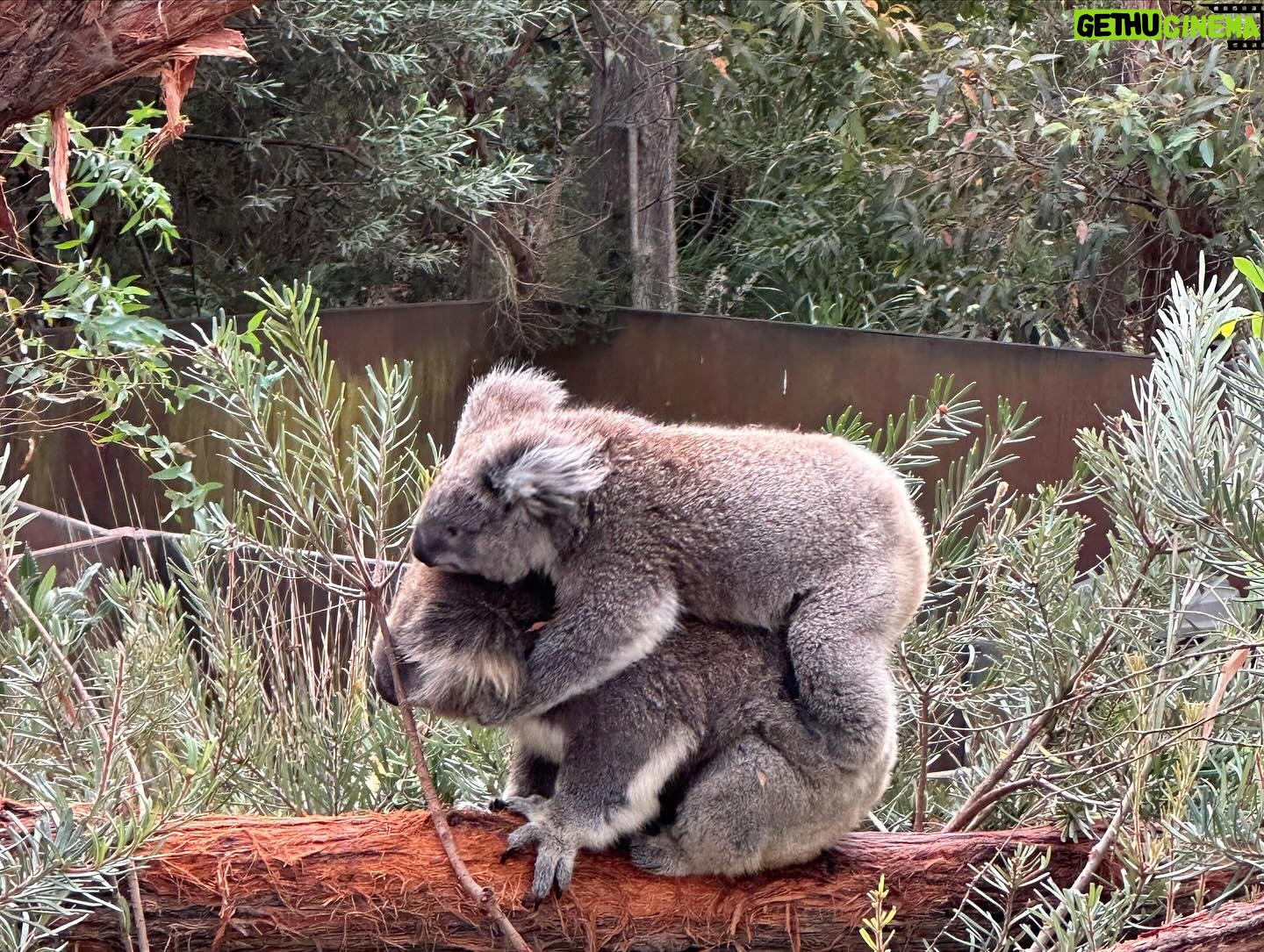 Dan Donegan - 856 Likes - Hanging out with koala bears, kangaroos, Tasmanian Devils and birds today in Melbourne,Australia. @disturbed #downwiththewilderness