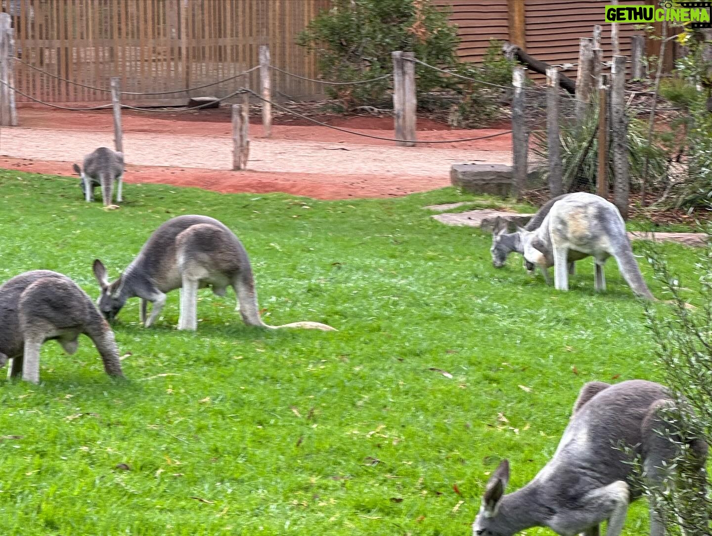 Dan Donegan - 856 Likes - Hanging out with koala bears, kangaroos, Tasmanian Devils and birds today in Melbourne,Australia. @disturbed #downwiththewilderness