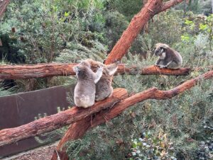 Dan Donegan Instagram - Hanging out with koala bears, kangaroos, Tasmanian Devils and birds today in Melbourne,Australia. @disturbed #downwiththewilderness
