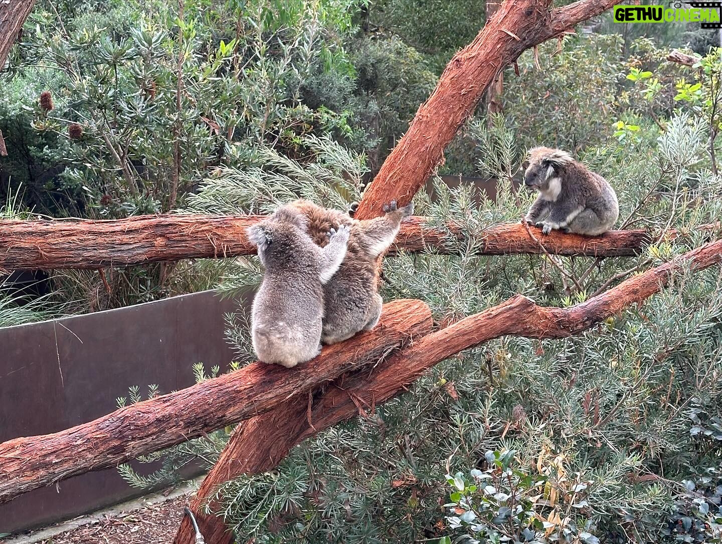 Dan Donegan - 856 Likes - Hanging out with koala bears, kangaroos, Tasmanian Devils and birds today in Melbourne,Australia. @disturbed #downwiththewilderness