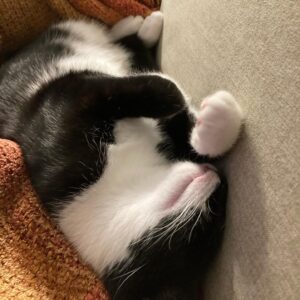 Dan Perlman Instagram - she’ll never do anything wrong. #cat