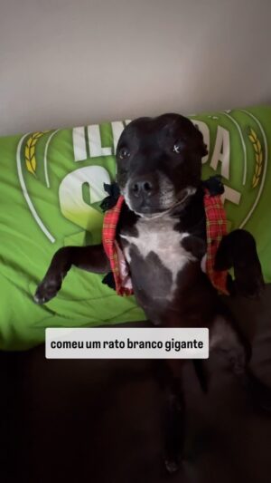 Daniel Erthal Instagram - Coitado do ratinho branco, ela não perdoa. Mas eu acho que ele escapou do bote, né Tio Will? @willianmello1 🫶🙏🏻
.
.
.

#dog #cachorro #amsterdã #dogsofinstagram #englishstaffy #englishstaffordshirebullterrier #foryou #instagram #love #amor #ratazana #rio
