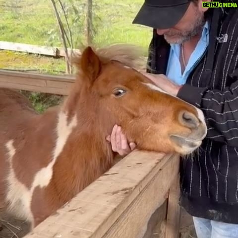 Daniel Fuenzalida - 8.6K Likes - No hay nada mejor que la conexión con los animales , cuando hay buena energía todo fluye!!! Atesoro estos momentos #Domingo #Caballos #Curacavi