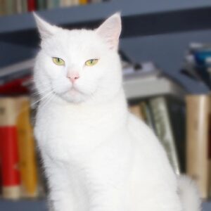 Danilo Bertazzi Instagram - Vento detto Bianchino 🤍
Gatto della Lunigiana che si era finto sordo per farsi adottare. Quella estate tornai a casa con un "bambino" in più. 
🤍🤍🤍🤍🤍🤍🤍🤍 🤍
.
.
.
#catofinstagram #lovelycat #white #whitecat #monamour