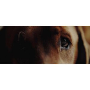 Danny Gevirtz Instagram - Just posted one of my favorite videos I’ve ever made to YouTube. 

We took Sansa (a Labrador Retriever) back to her origins to swim in the Labrador Sea off the coast of Newfoundland. 

If you’re a dog lover, give it a watch. Link in bio / story.

Thank you @tomrosenthal1 for graciously allowing me to use your music in the film.