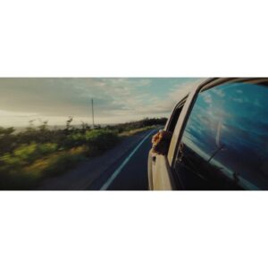 Danny Gevirtz Instagram - Just posted one of my favorite videos I’ve ever made to YouTube. 

We took Sansa (a Labrador Retriever) back to her origins to swim in the Labrador Sea off the coast of Newfoundland. 

If you’re a dog lover, give it a watch. Link in bio / story.

Thank you @tomrosenthal1 for graciously allowing me to use your music in the film.