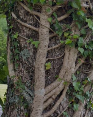 David Byrne Instagram - tree hugger