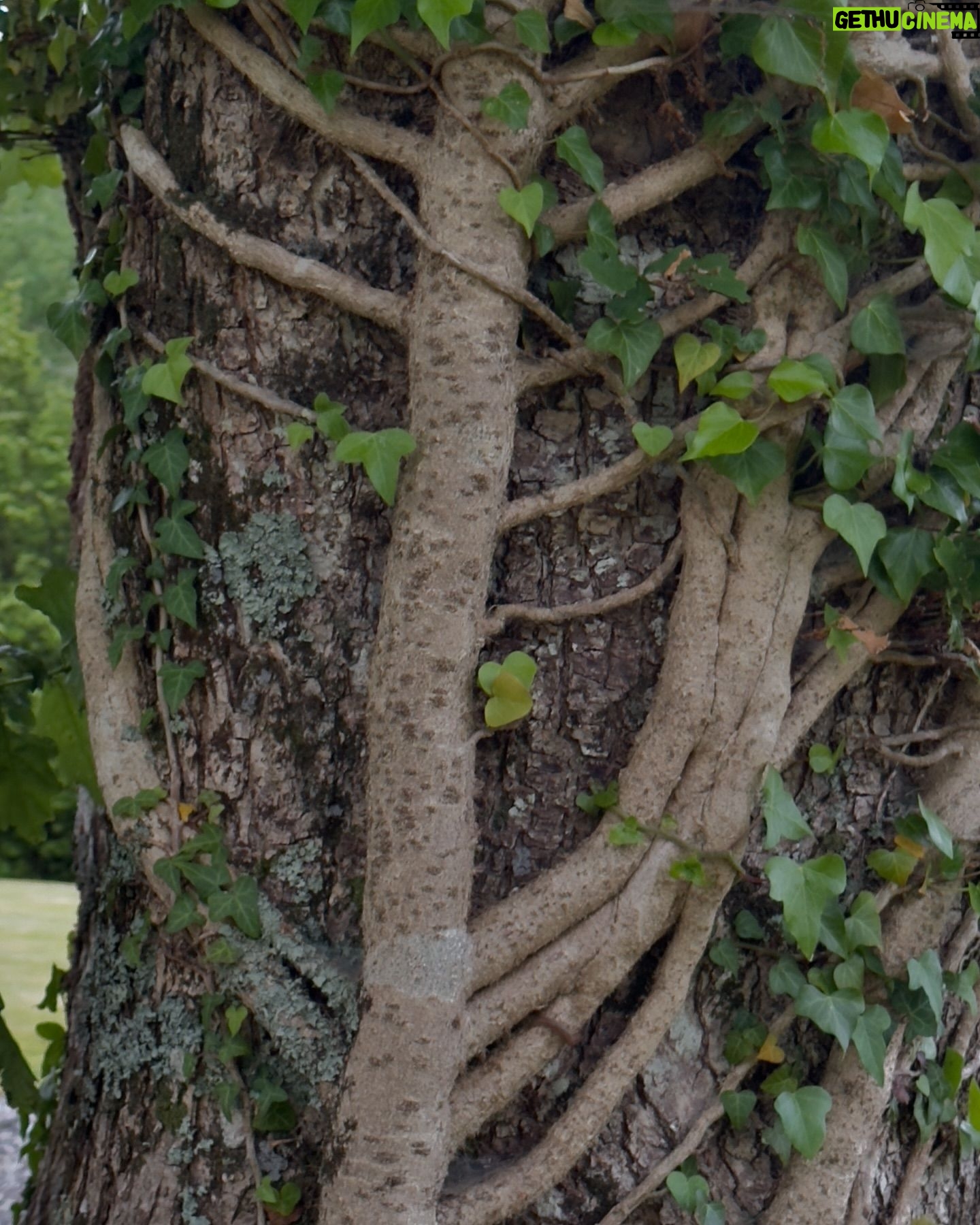 David Byrne - 5.2K Likes - tree hugger