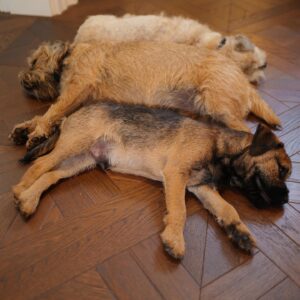 David Walliams Instagram - Pooped.