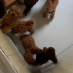Dayane Mello