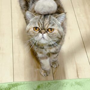 Dekakin Instagram - ミニたんの毛が大量に取れたので、頭に乗っけてみました🐈👒