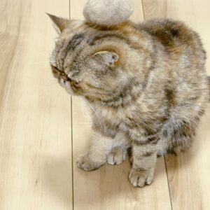 Dekakin Instagram - ミニたんの毛が大量に取れたので、頭に乗っけてみました🐈👒