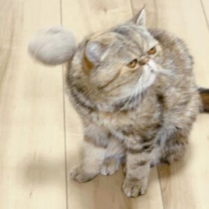 Dekakin Instagram - ミニたんの毛が大量に取れたので、頭に乗っけてみました🐈👒