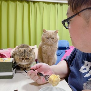 Dekakin Instagram - 深夜にお菓子を食べたらブチャ吉とミニたんの飯テロになってました、、、😆笑

食べてるのは姫路で買った、ラストサムライの撮影の時にトム・クルーズが爆買いしたバームクーヘンです。

#cat #ねこのきもち