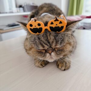 Dekakin Instagram - ハッピーハロウィン🎃🎃👻👻🧟‍♂️🧟‍♂️✨✨

#ハロウィン #ハロウィンコスプレ