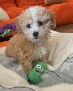 Demi Lovato Instagram - PICKLE 🥒🐶🥹