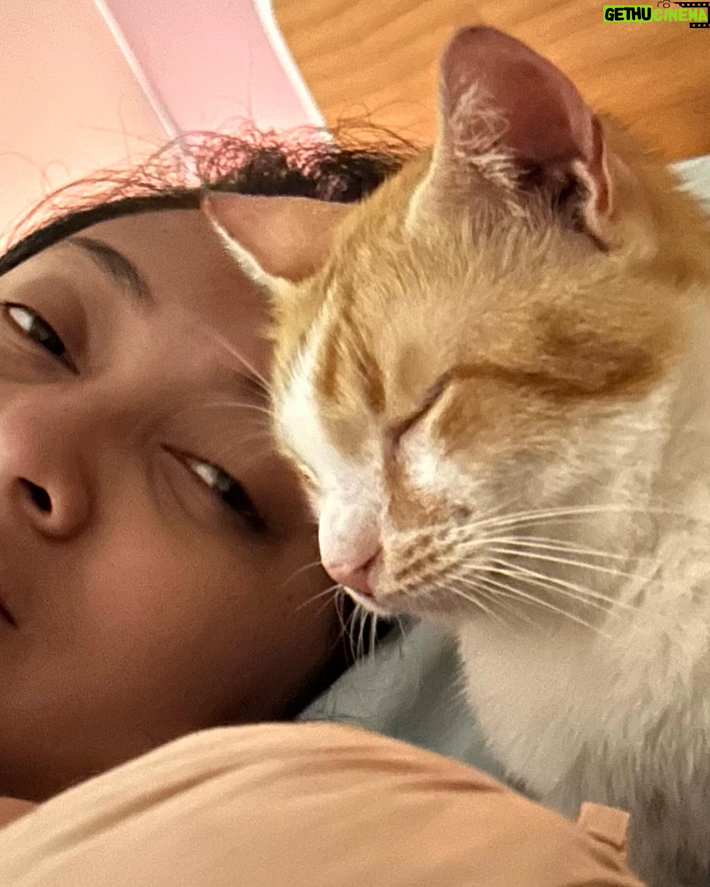 Dennis Adishwara - 196 Likes - Ritual bangun tidur :
Setiap pagi olahraga ❌
Setiap pagi menyerap sari-sari kegemasan ✅
Ya, mereka adalah petugas alarm manual organik.
#cats #kochengoren #kucing #catsofinstagram